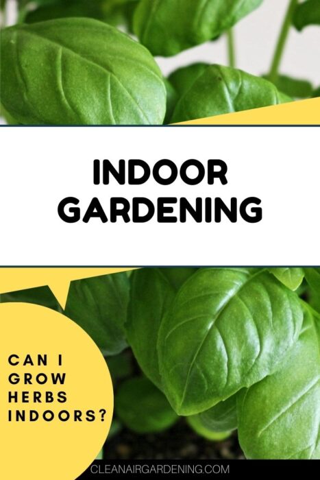 basil with text overlay indoor gardening can i grow herbs indoors