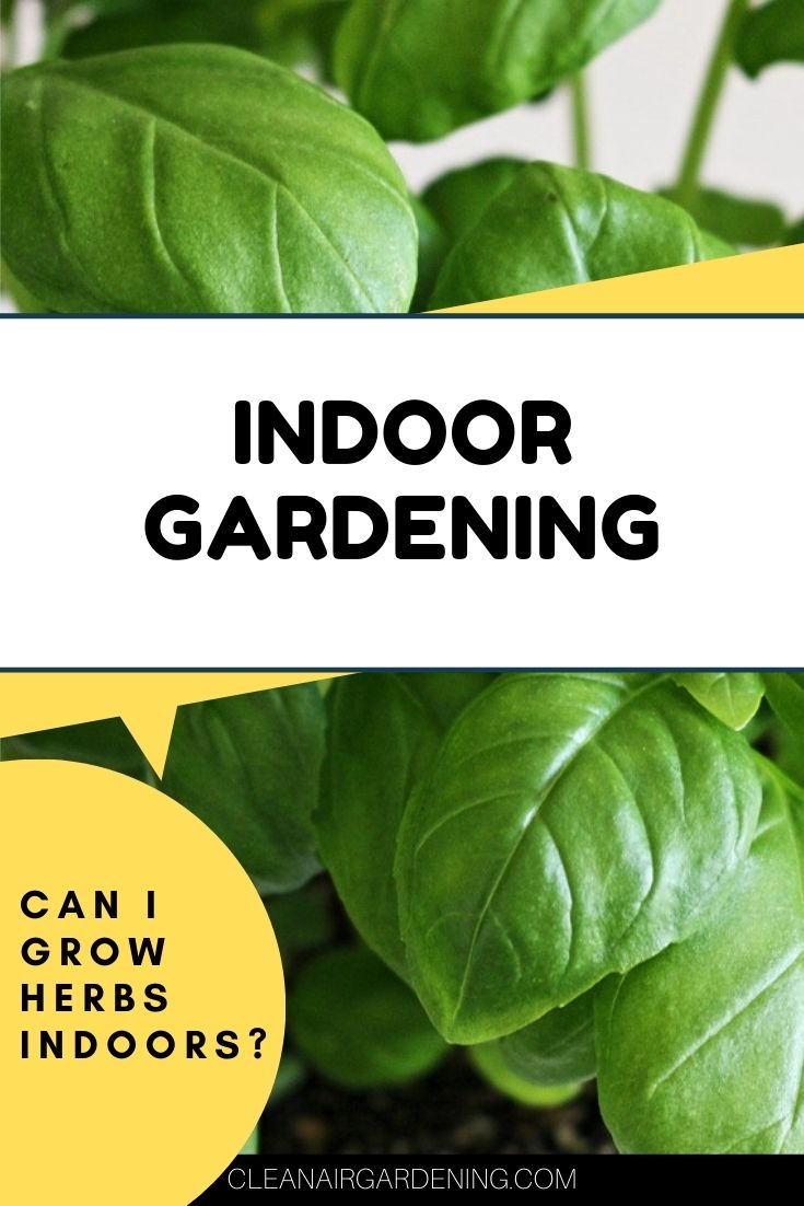 Can I grow herbs indoors? Clean Air Gardening