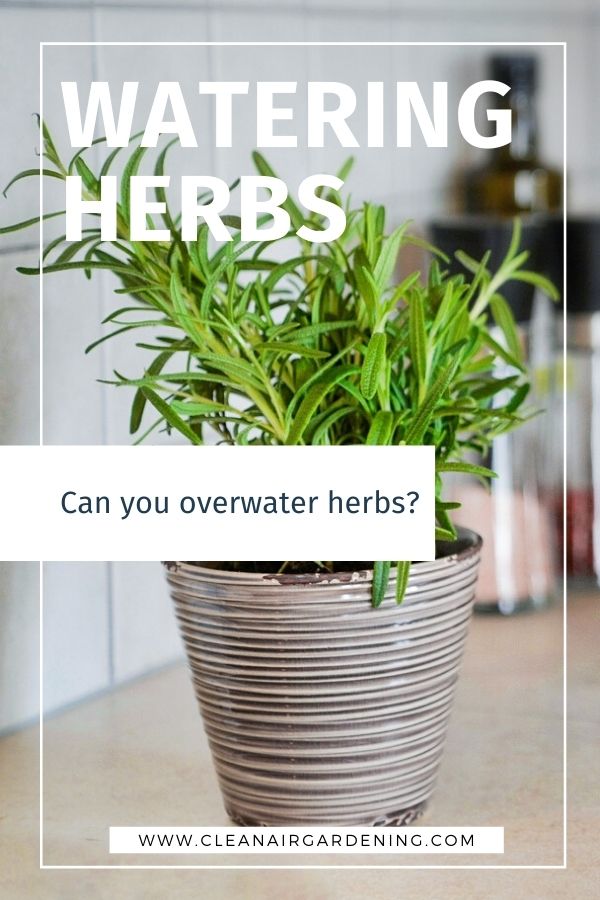 Can you overwater herbs? Clean Air Gardening