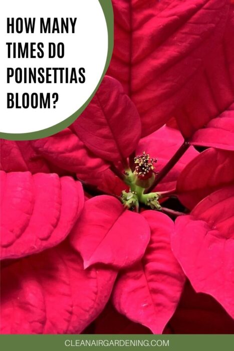 red poinsettia flower with text overlay Do poinsettias bloom more than once?