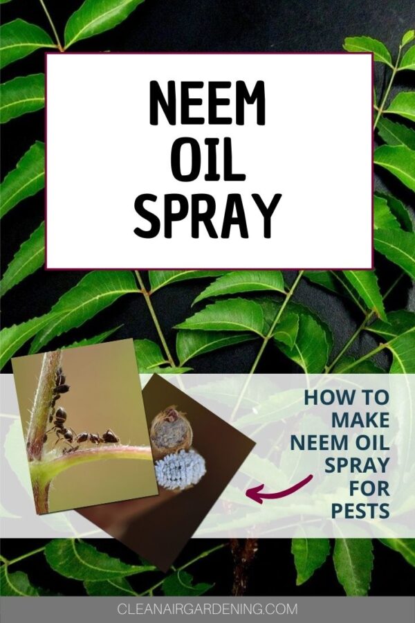 Neem‌ ‌Oil‌ ‌Spray‌ ‌Make‌ ‌Your‌ ‌Own‌ ‌In‌ ‌2‌ ‌Simple‌ ‌Steps