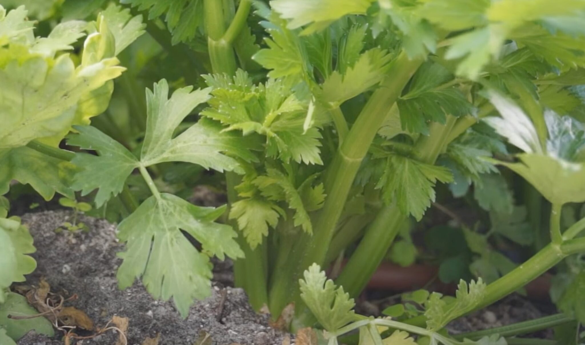 How to Grow Celery Plants Clean Air Gardening