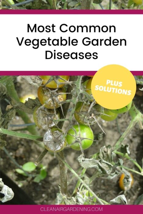 tomato blight with text overlay most common vegetable garden diseases plus solutions