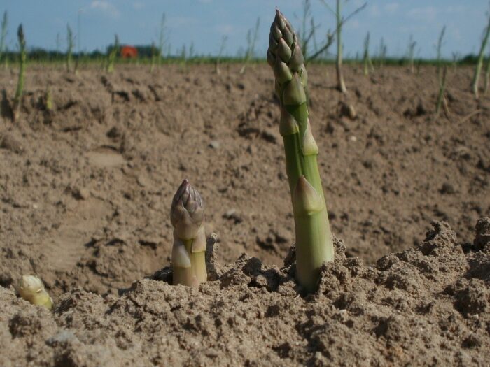 asparagus plant growing