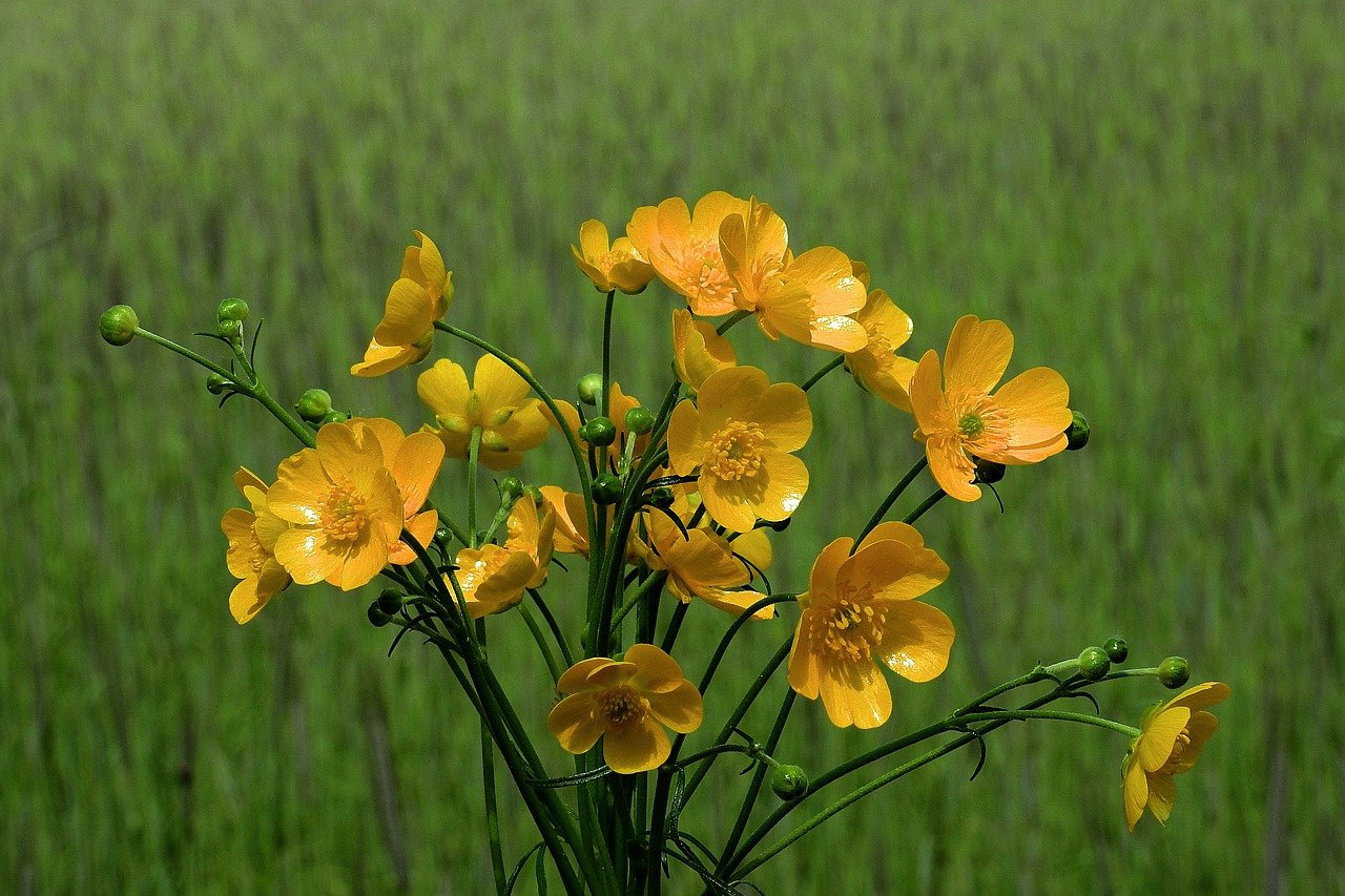 How to Grow Buttercups - Clean Air Gardening