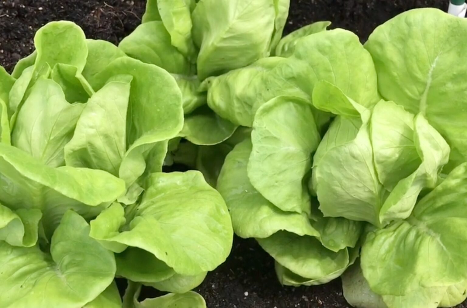Lettuce Varieties Getting to Know Your Options Clean Air Gardening