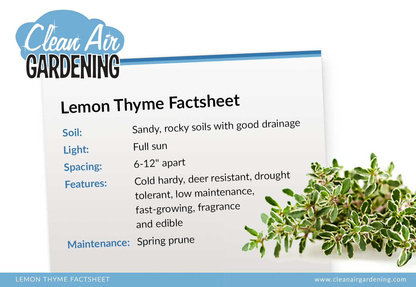 ‌6‌ ‌Reasons‌ ‌Why‌ ‌You‌ ‌Should‌ ‌Grow‌ ‌Lemon‌ ‌Thyme‌ ‌in‌ ‌Your