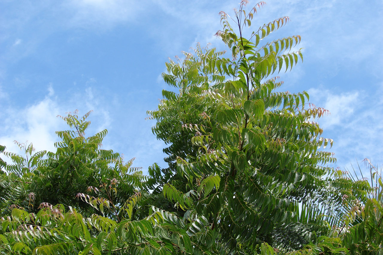 How to Make Neem Oil Spray for Plants