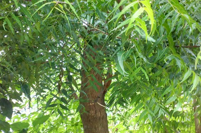 neem tree