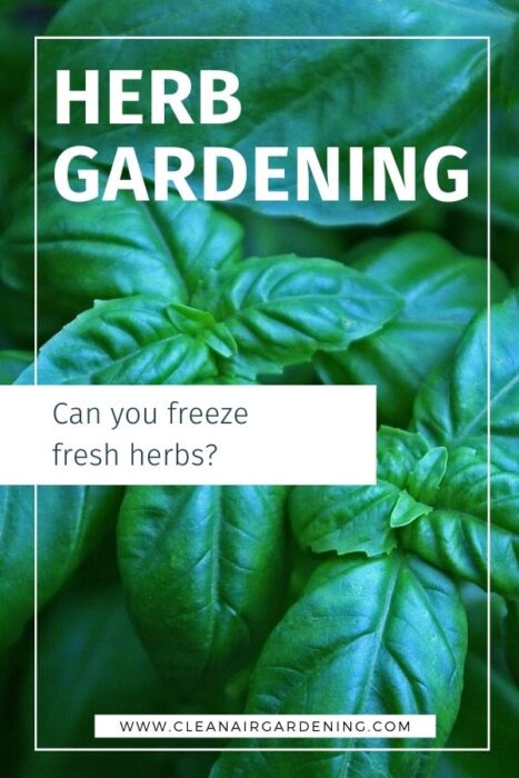 basil with text overlay herb gardening can you freeze fresh herbs