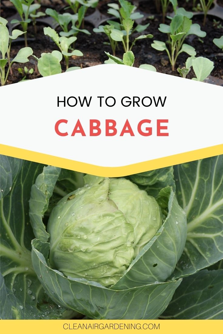 How to Grow Cabbage Clean Air Gardening