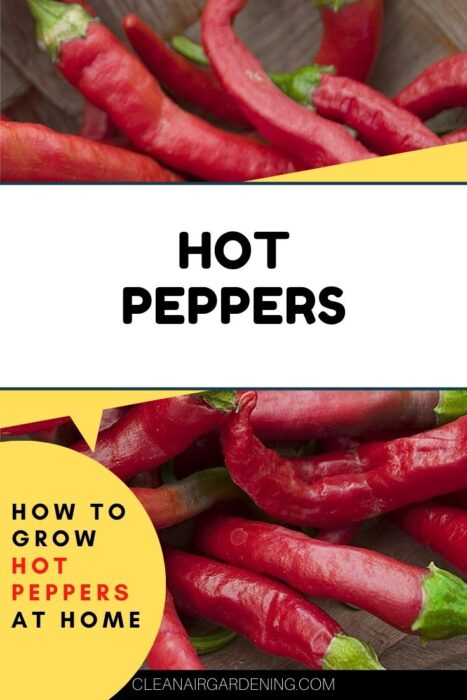 chili peppers with text overlay how to grow hot peppers at home