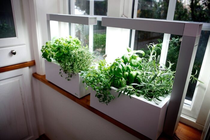 herb window garden with grow lights