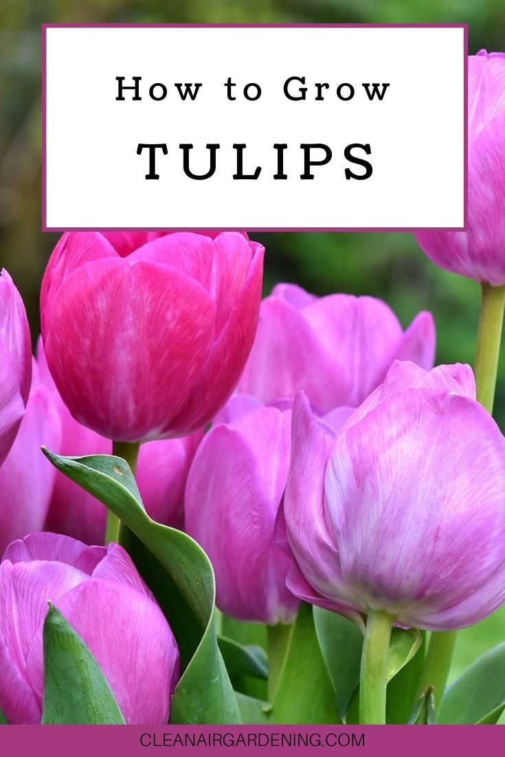 How to Grow Tulips Clean Air Gardening