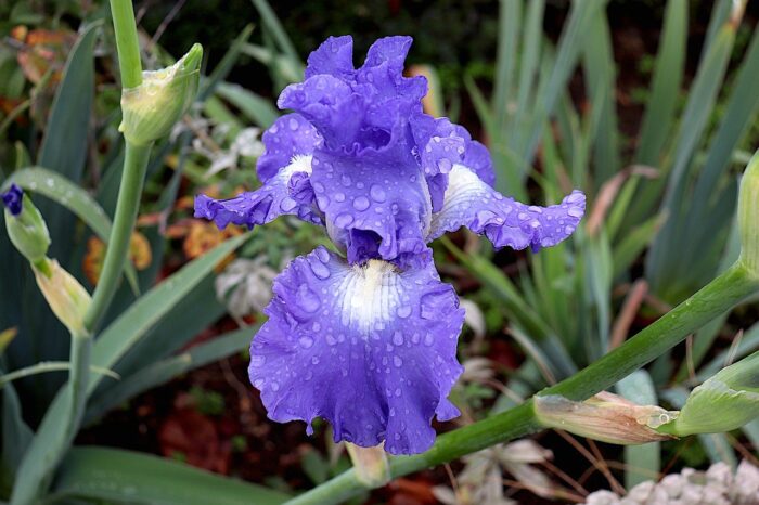 iris flower blooming