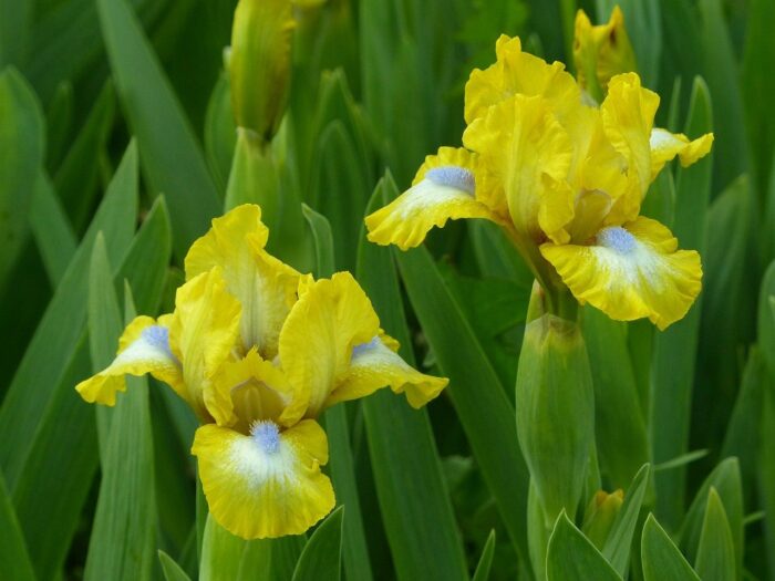 iris flowers