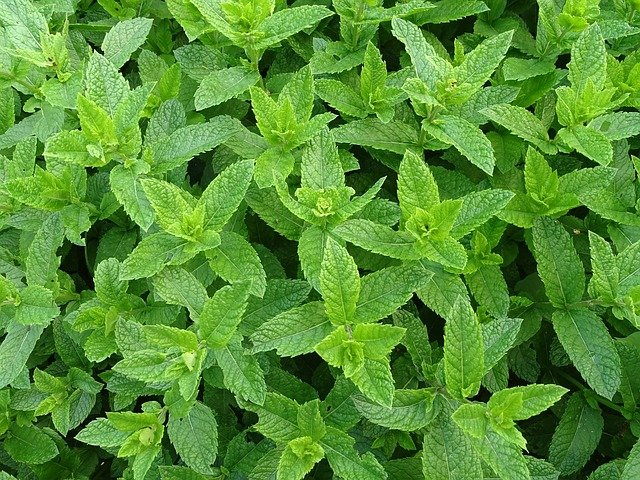 growing mint in the shade