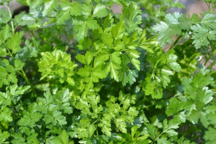 parsley plant growing