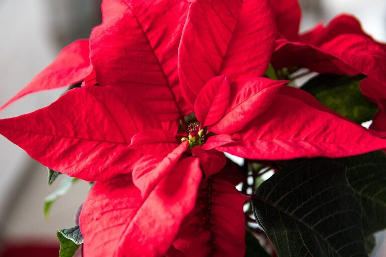 How do you keep a poinsettia year round? Clean Air Gardening