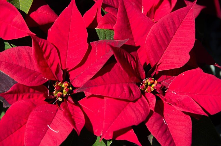 Do poinsettias bloom more than once? Clean Air Gardening