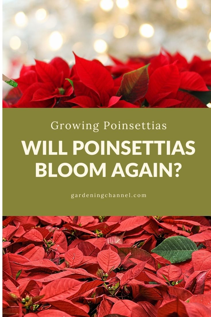 Do poinsettias bloom more than once? Clean Air Gardening