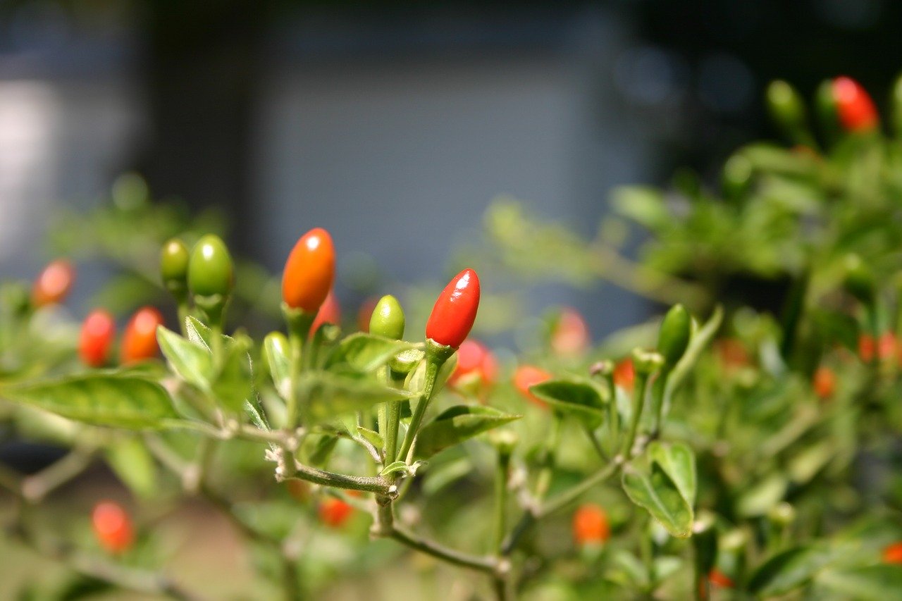 Growing Hot Peppers at Home Clean Air Gardening