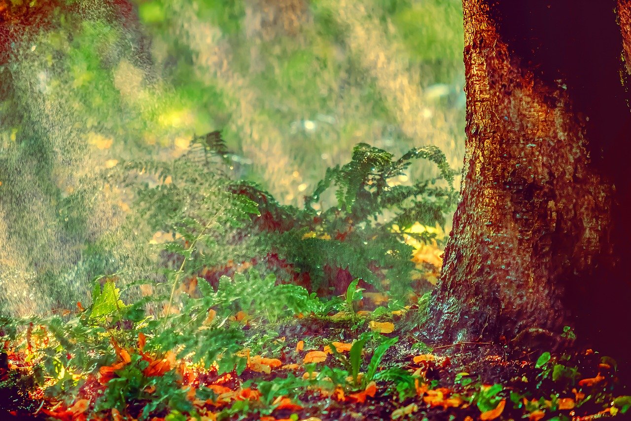 Watering Trees and Shrubs the Right Way Clean Air Gardening