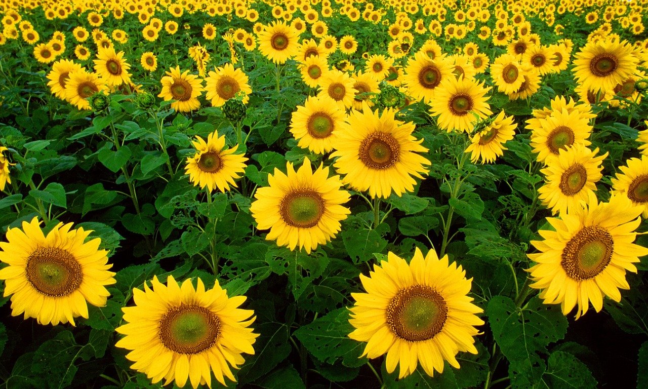 How to Grow Sunflowers Clean Air Gardening